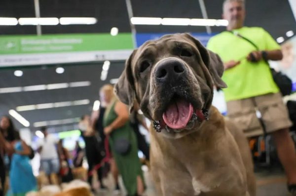 MPRJ aciona Justiça para cobrar que Prefeitura do Rio implemente Fundo de Proteção Animal