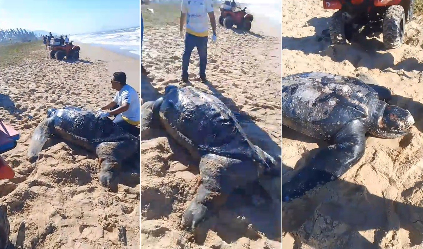 Tartaruga-de-couro é encontrada em morta em faixa de areia de praia de Cabo Frio