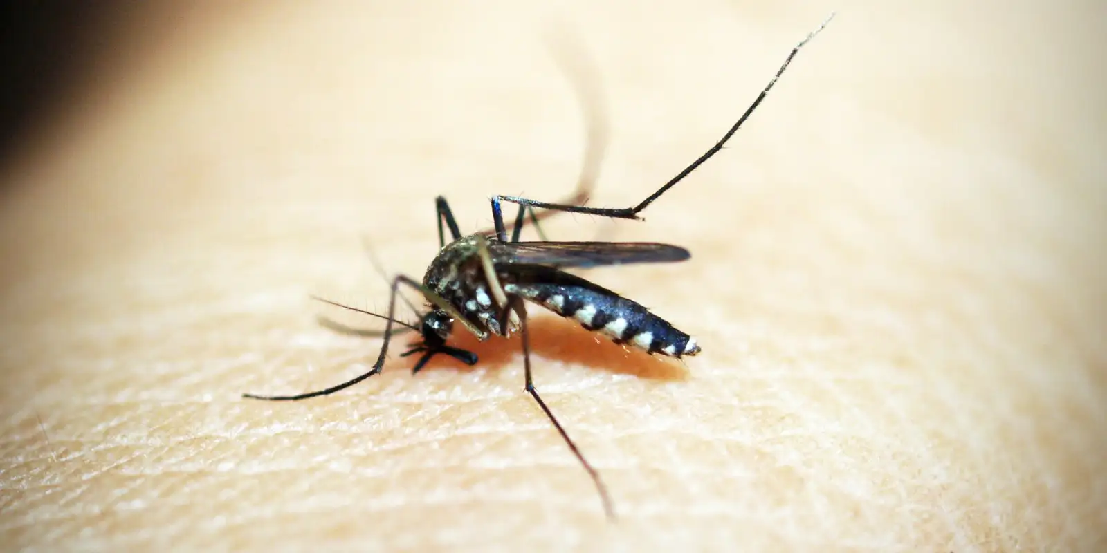 Casos de dengue e chikungunya custaram R$ 1,2 bi ao sistema de saúde