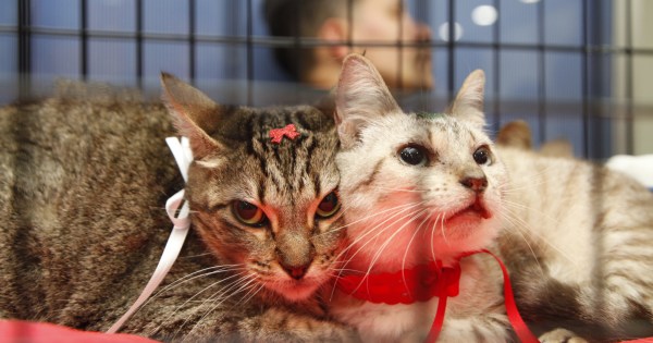 Prefeitura de Nova Iguaçu realiza terceira campanha de adoção de animais de 2026 no Top Shopping