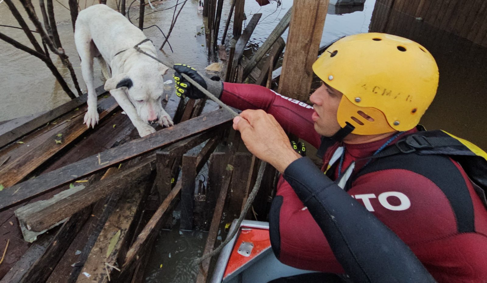 Corpo de Bombeiros RJ resgata quase 6 mil animais em 2026