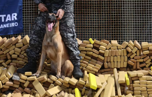 Cão Hulk irá ‘pessoalmente’ receber homenagens da Alerj e da Câmara do Rio no Palácio Pedro Ernesto
