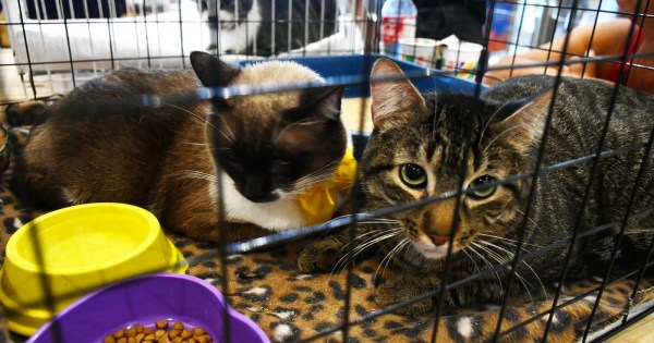 Campanha de adoção de animais acontece neste domingo no Shopping Nova Iguaçu