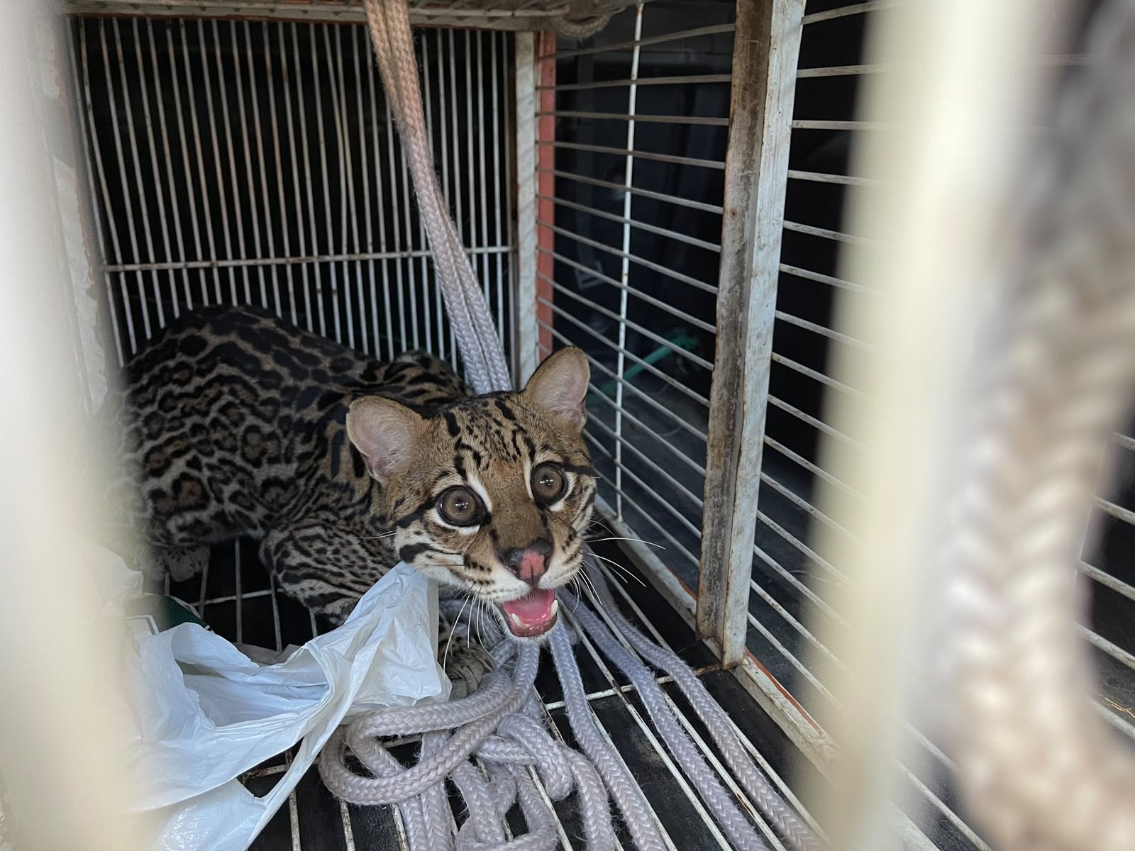 Jaguatirica atropelada na RJ-116 volta à natureza após quase três meses de reabilitação em Cordeiro